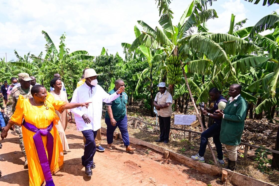 A restriction on smallholder maize would trade food security for a cash-crop bet Uganda has already lost once