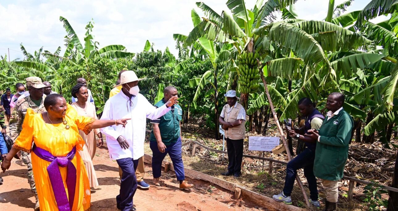 A restriction on smallholder maize would trade food security for a cash-crop bet Uganda has already lost once