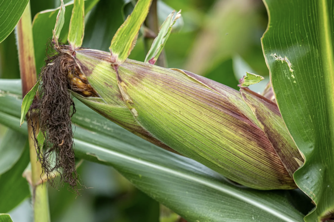 What Uganda’s Maize Story Tells Us About Future Opportunities