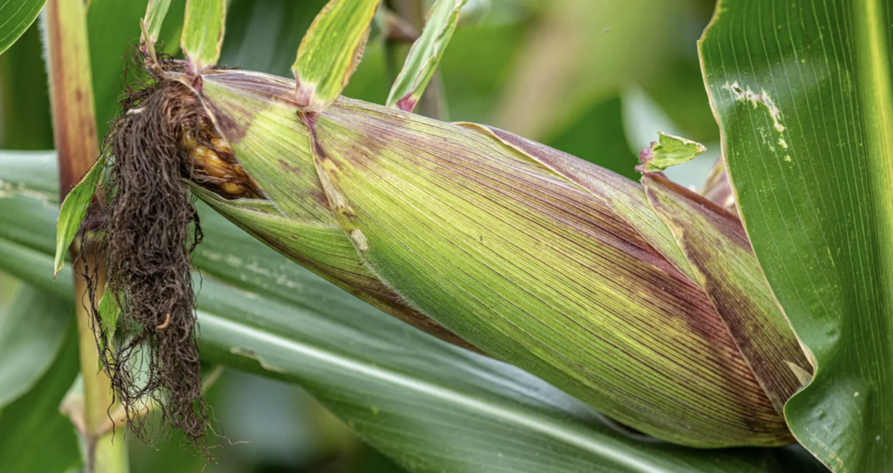 What Uganda’s Maize Story Tells Us About Future Opportunities