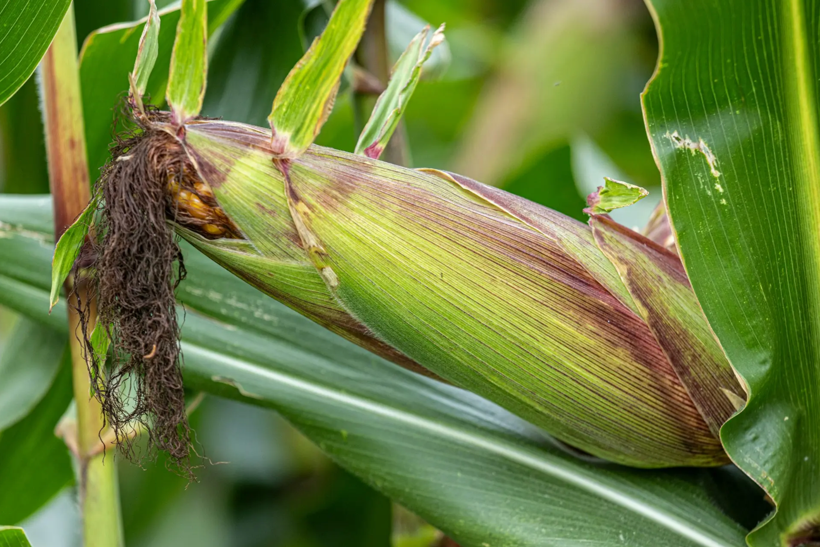 What Uganda’s Maize Story Tells Us About Future Opportunities